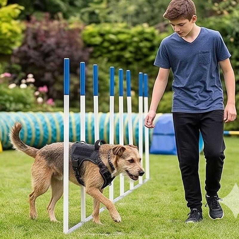 Harnais universel pour chien a - Food Snacks For Hiking avis et prix